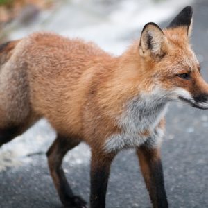 A Fox